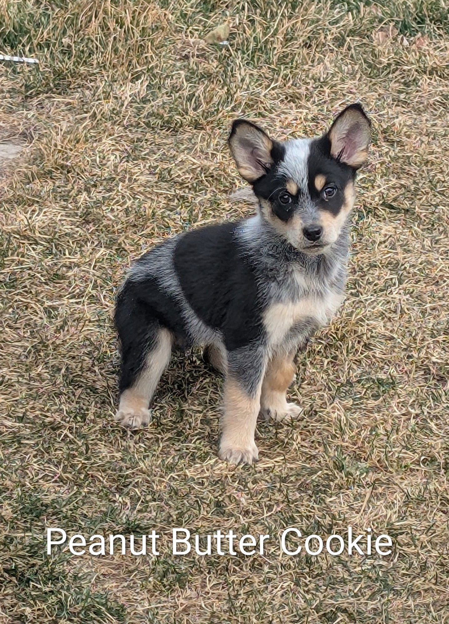 PEANUT BUTTER COOKIE - Cattle Dog available for adoption