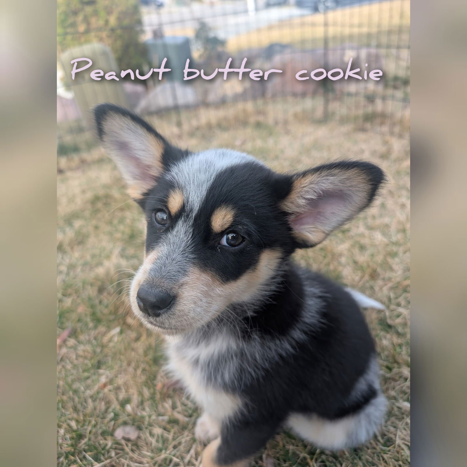 PEANUT BUTTER COOKIE - Cattle Dog available for adoption
