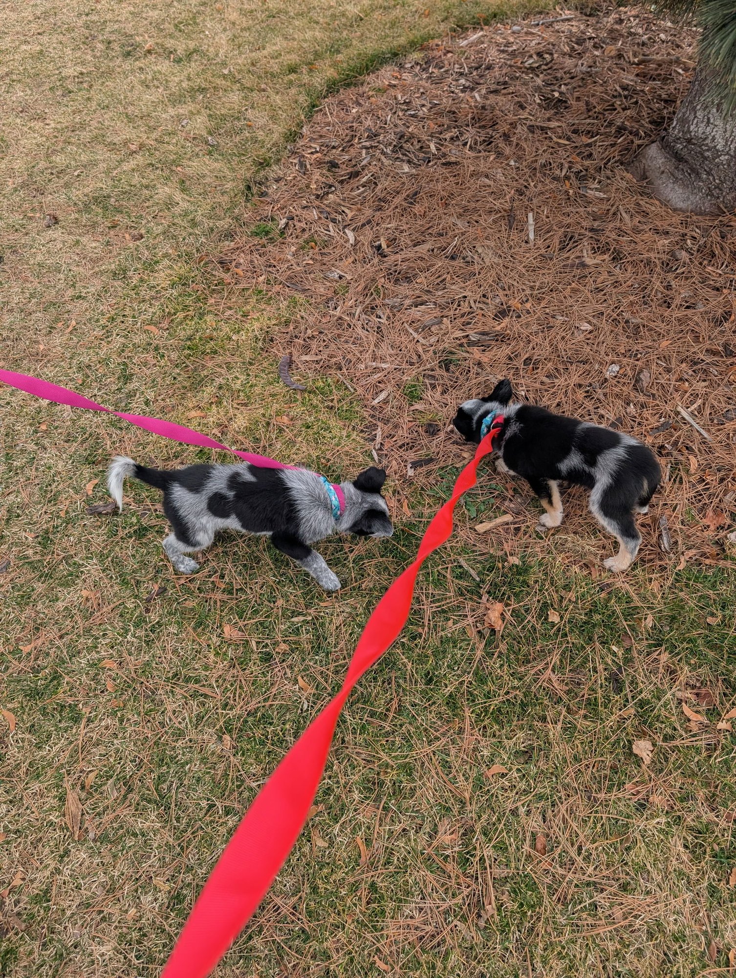 Peanut Butter Cookie - Photo 4
