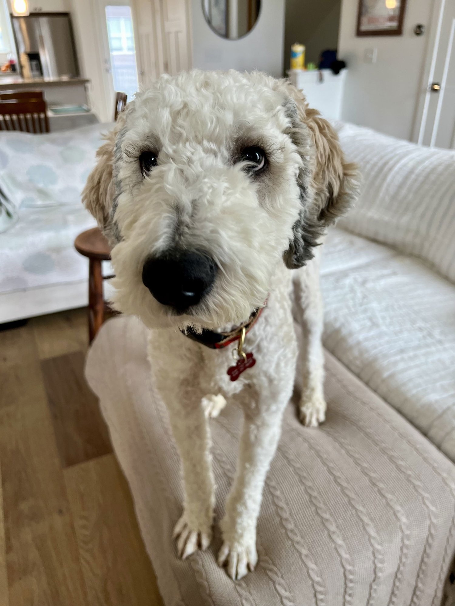 CHRISTOPHER MITTENS - Poodle (unknown type) available for adoption