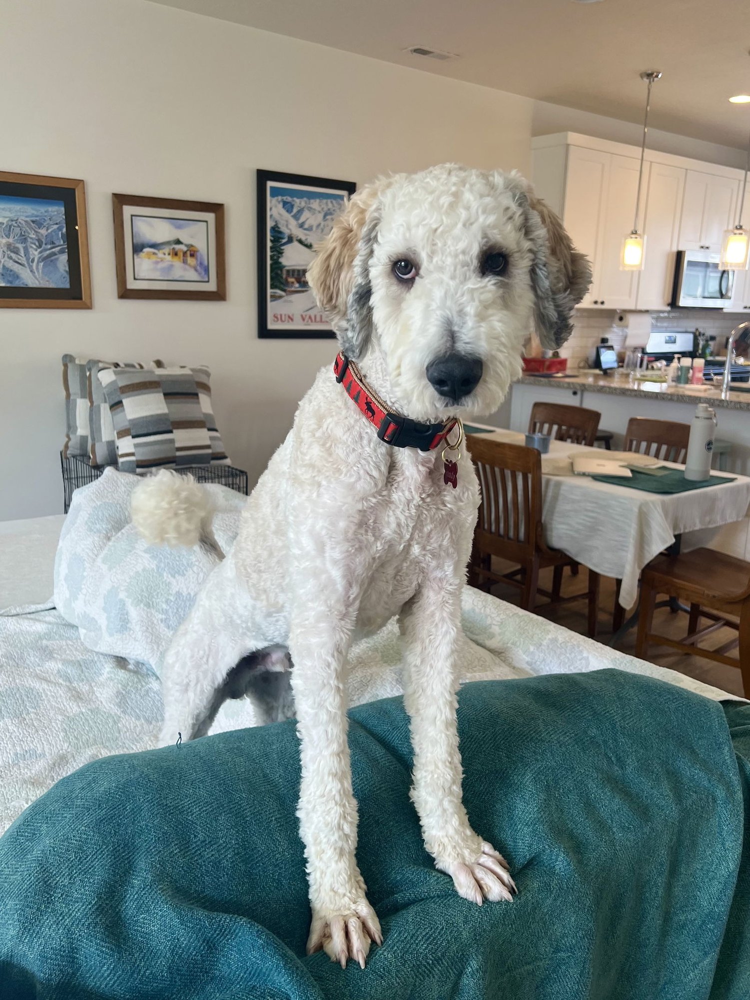 CHRISTOPHER MITTENS - Poodle (unknown type) available for adoption