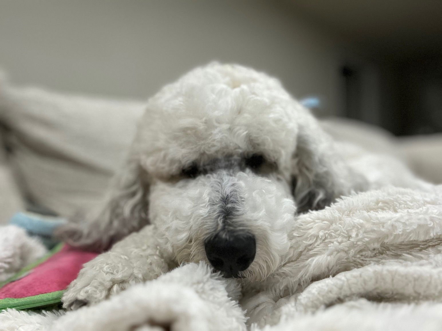 Christopher Mittens - Photo 15