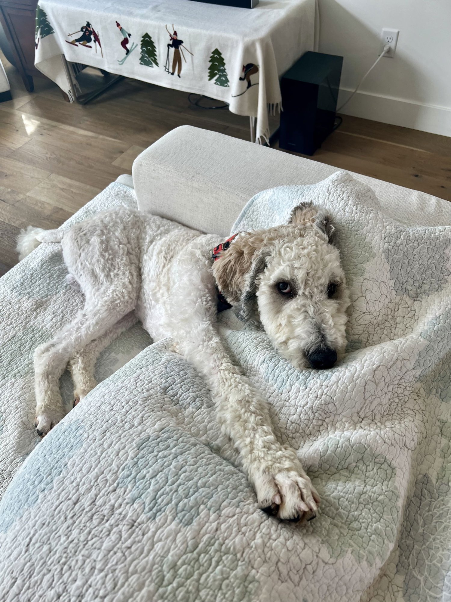 Christopher Mittens - Photo 3