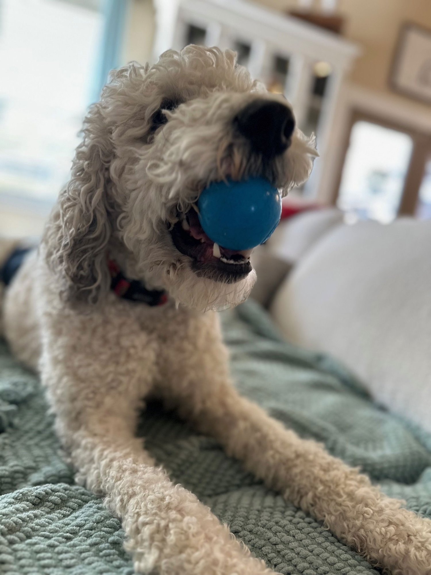 Christopher Mittens - Photo 8