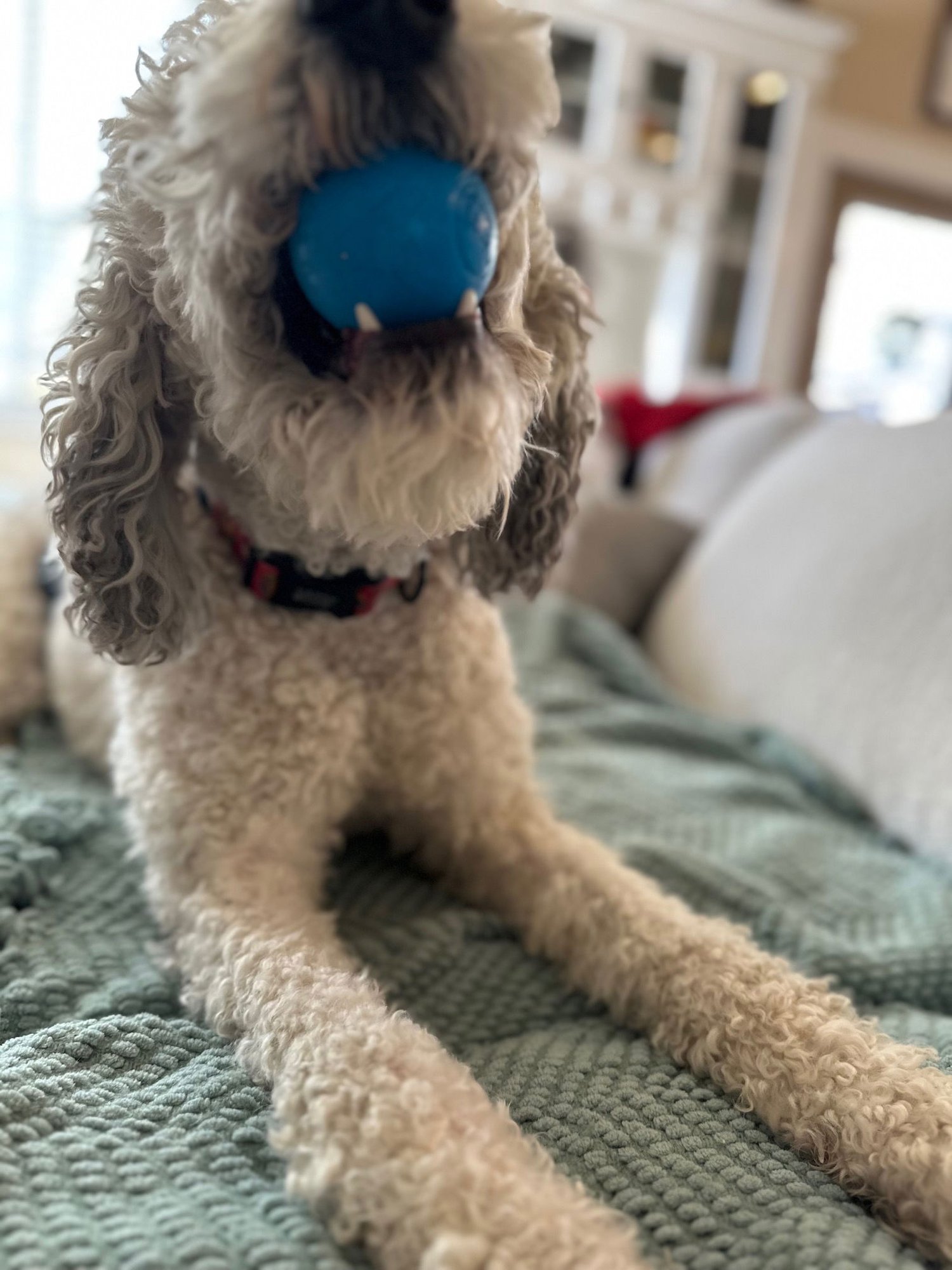 Christopher Mittens - Photo 10