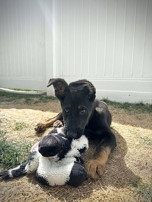 WULFRIC - Belgian Shepherd Malinois available for adoption