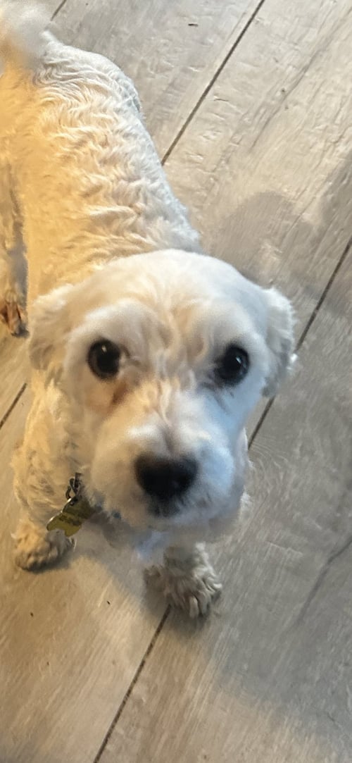 MARLOW - Poodle (Miniature) available for adoption