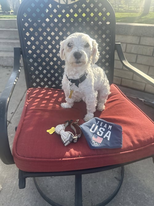 MARLOW - Poodle (Miniature) available for adoption