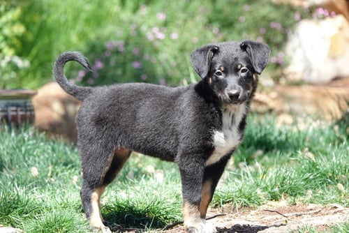 GRIZZY - Collie / Cattle Dog for adoption in West Jordan