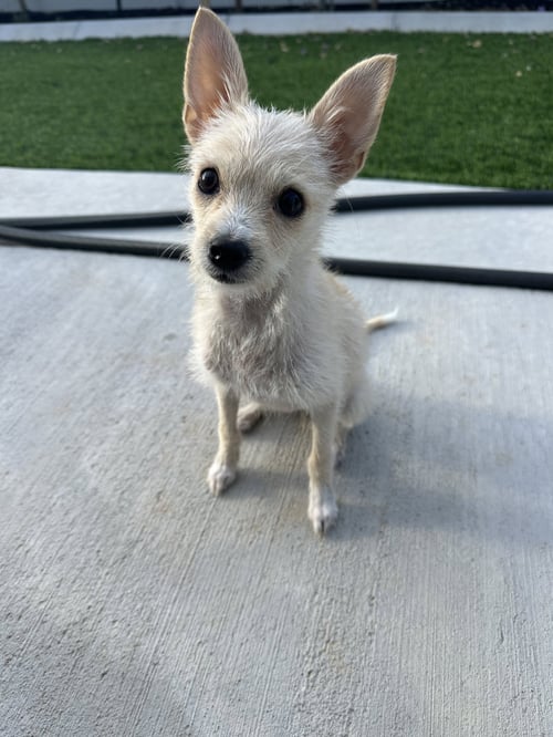DAISY MAY - Chihuahua available for adoption