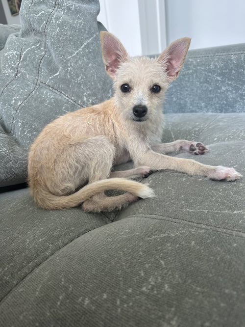 DAISY MAY - Chihuahua available for adoption