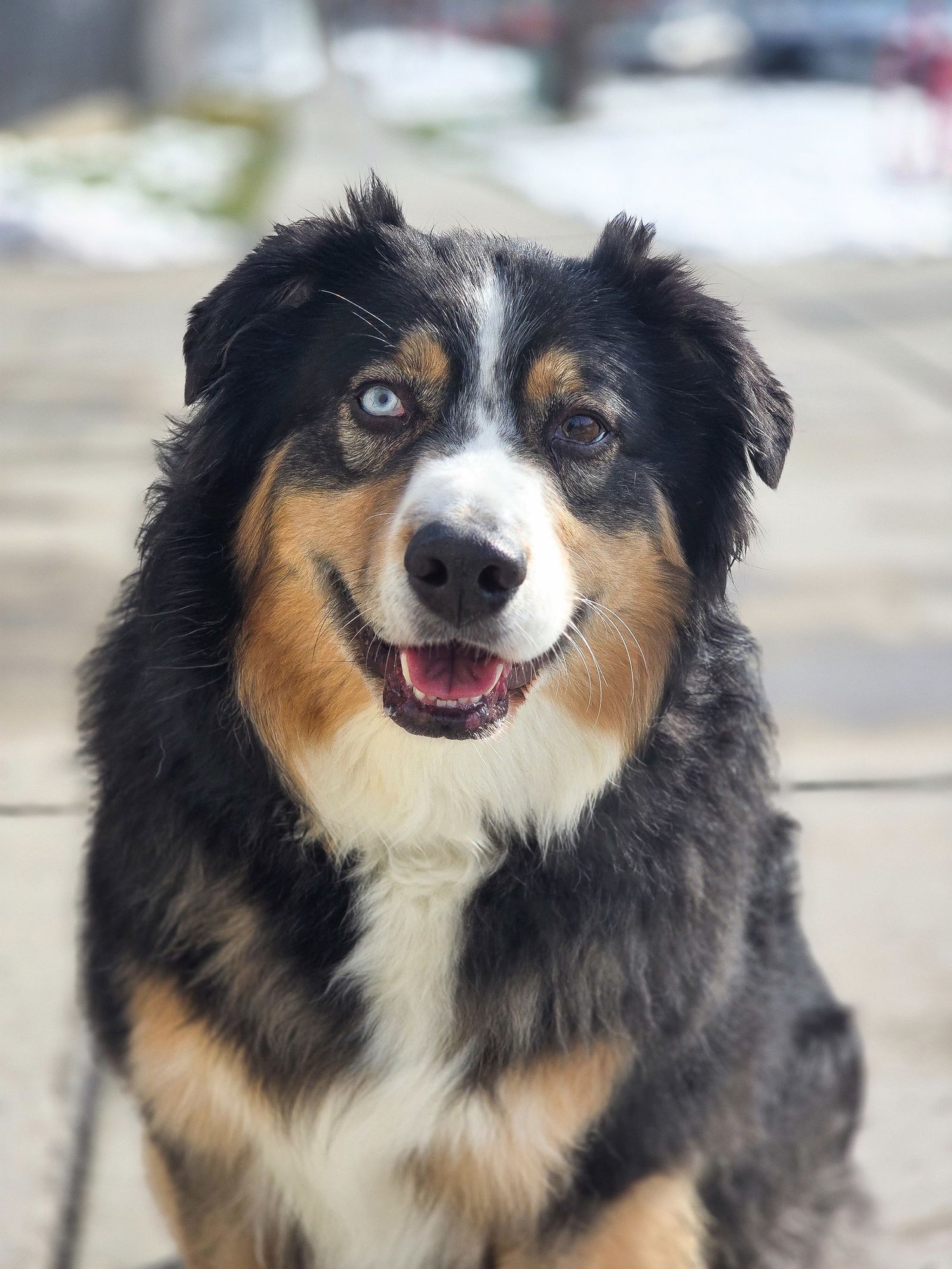 LIIO - Australian Shepherd / Shepherd available for adoption