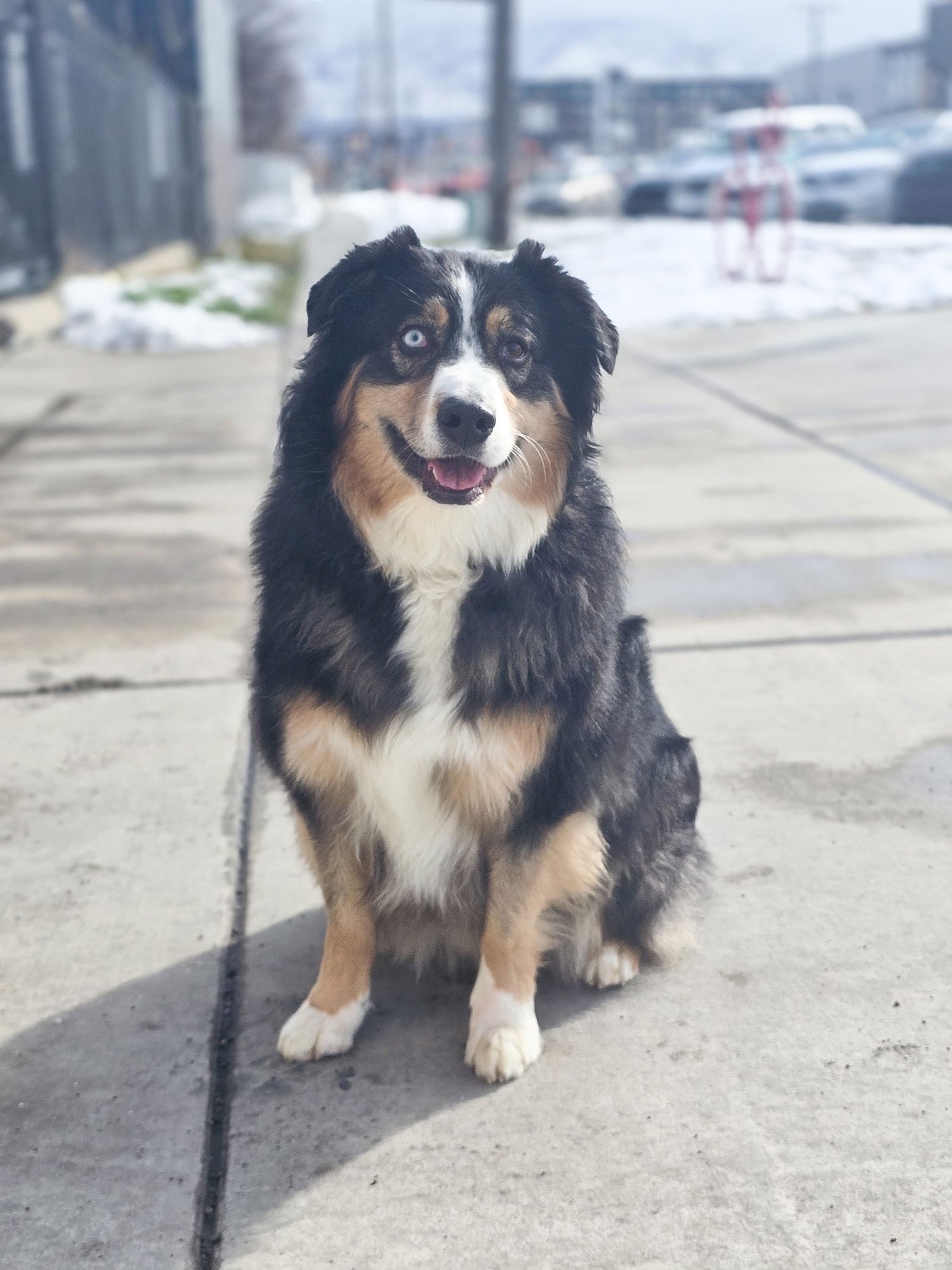 LIIO - Australian Shepherd / Shepherd available for adoption