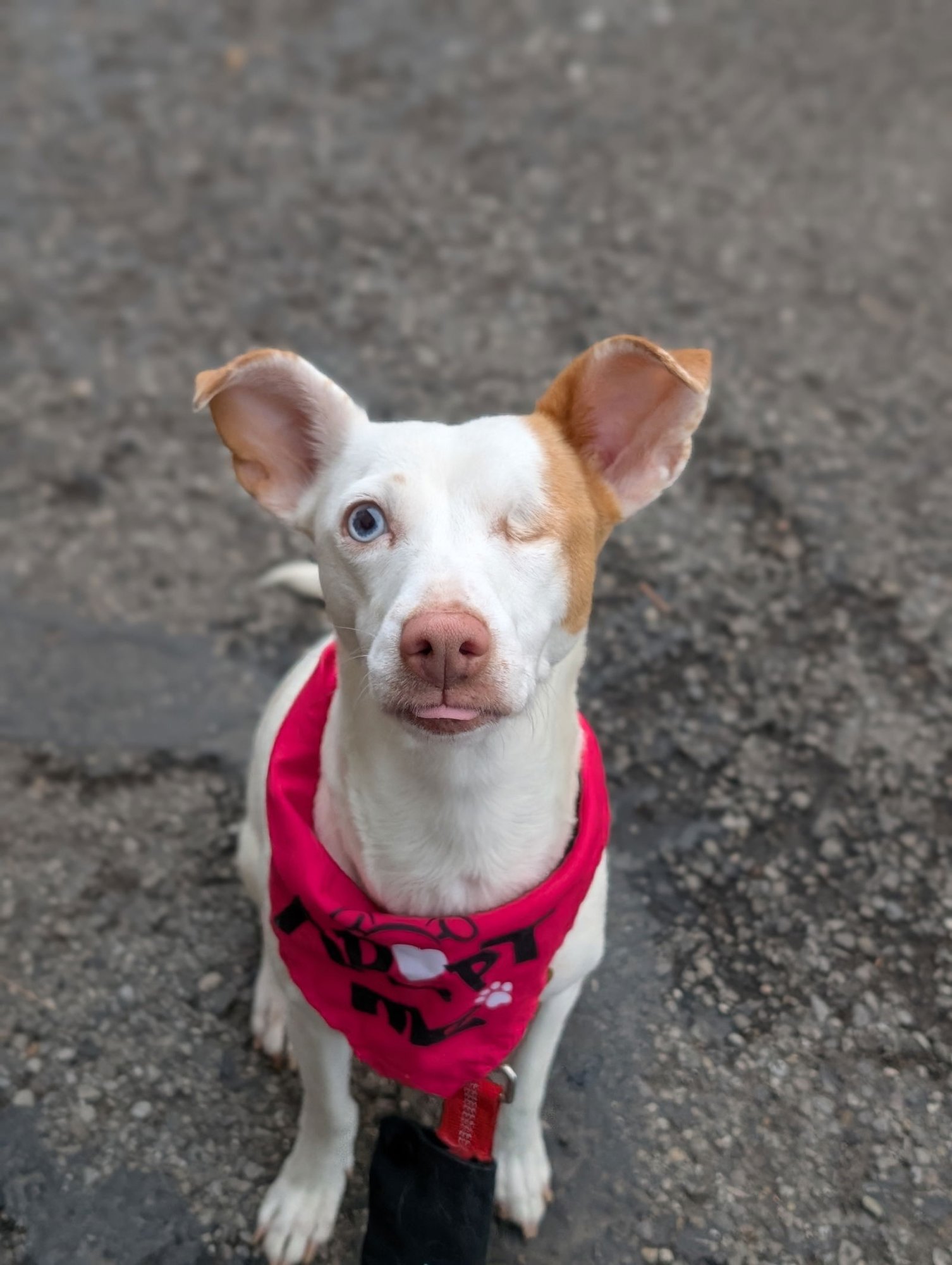 CYCLOPS - Parson Russell Terrier / Chihuahua available for adoption
