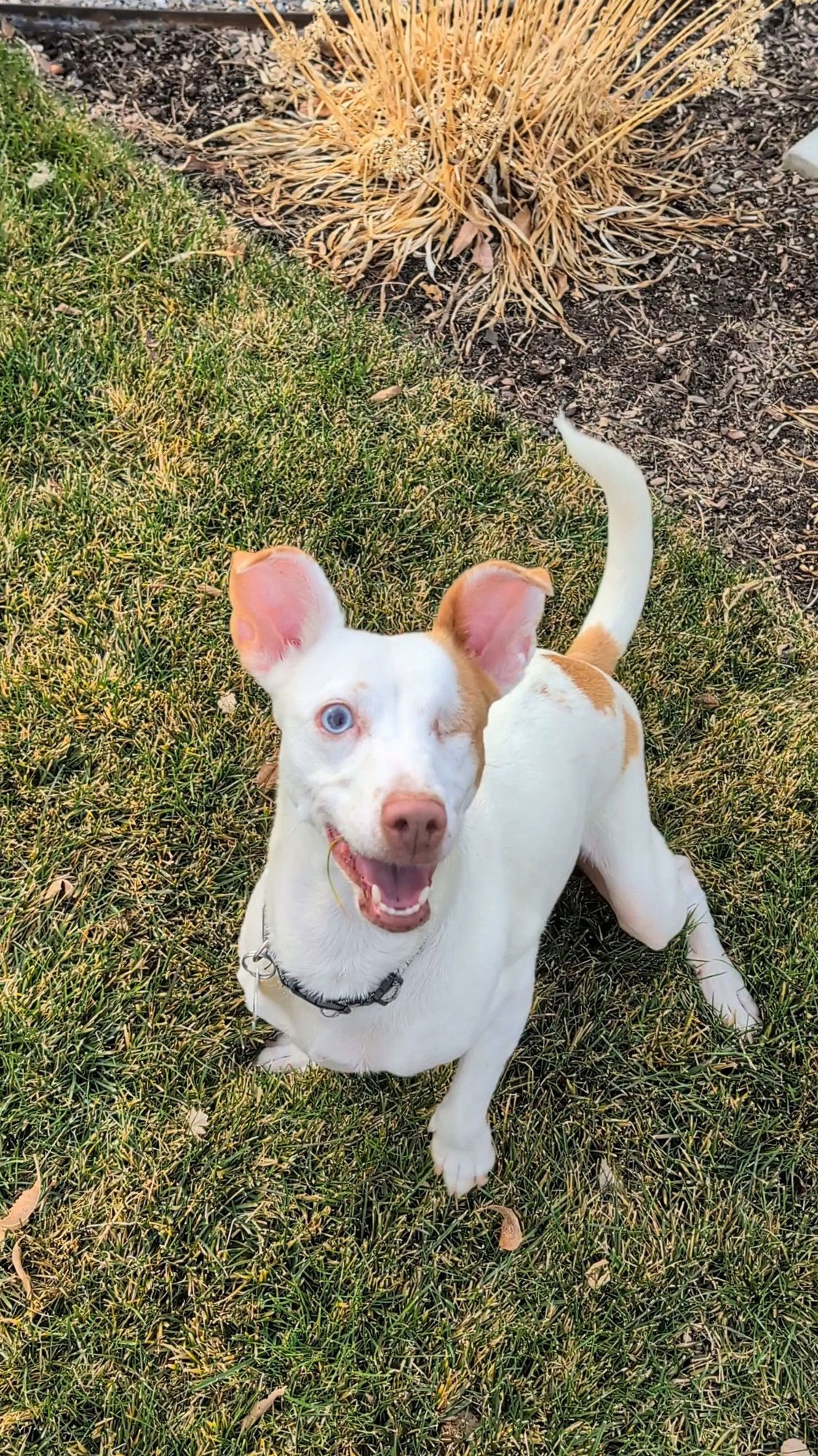 CYCLOPS - Parson Russell Terrier / Chihuahua available for adoption
