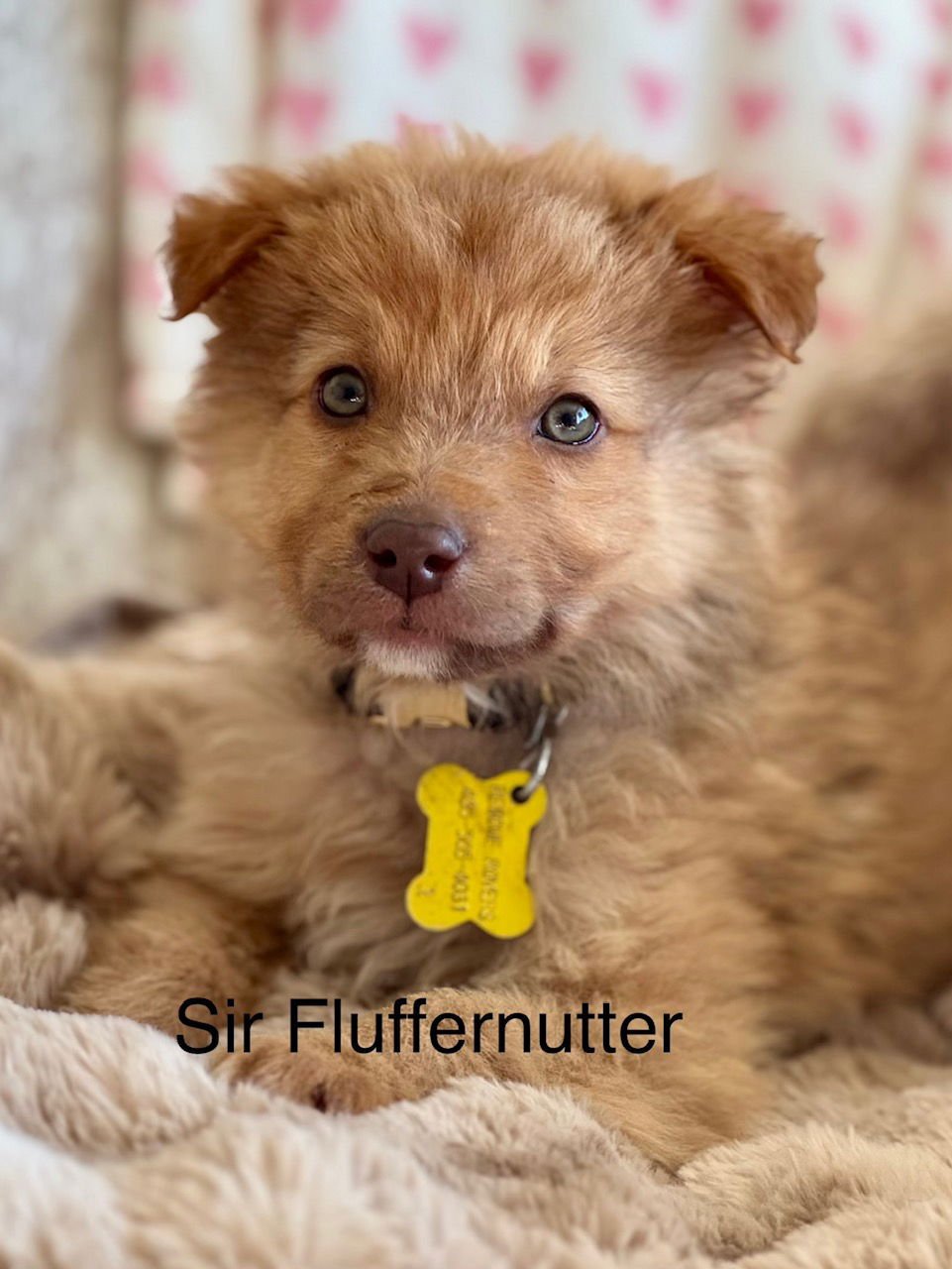 SIR FLUFFERNUTTER - Collie available for adoption