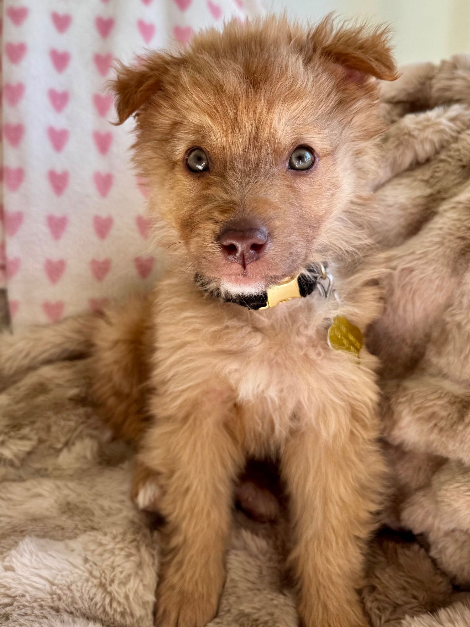 SIR FLUFFERNUTTER - Collie available for adoption