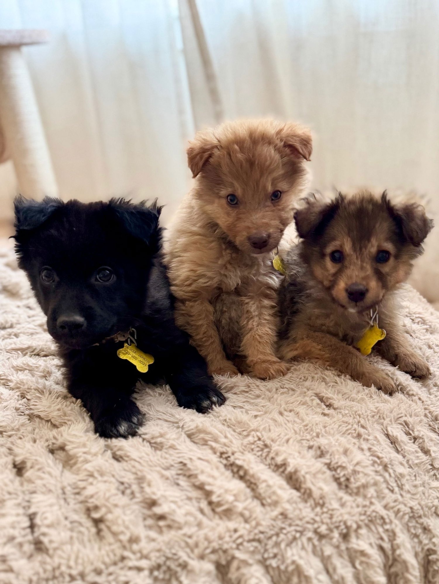 Sir Fluffernutter - Photo 3