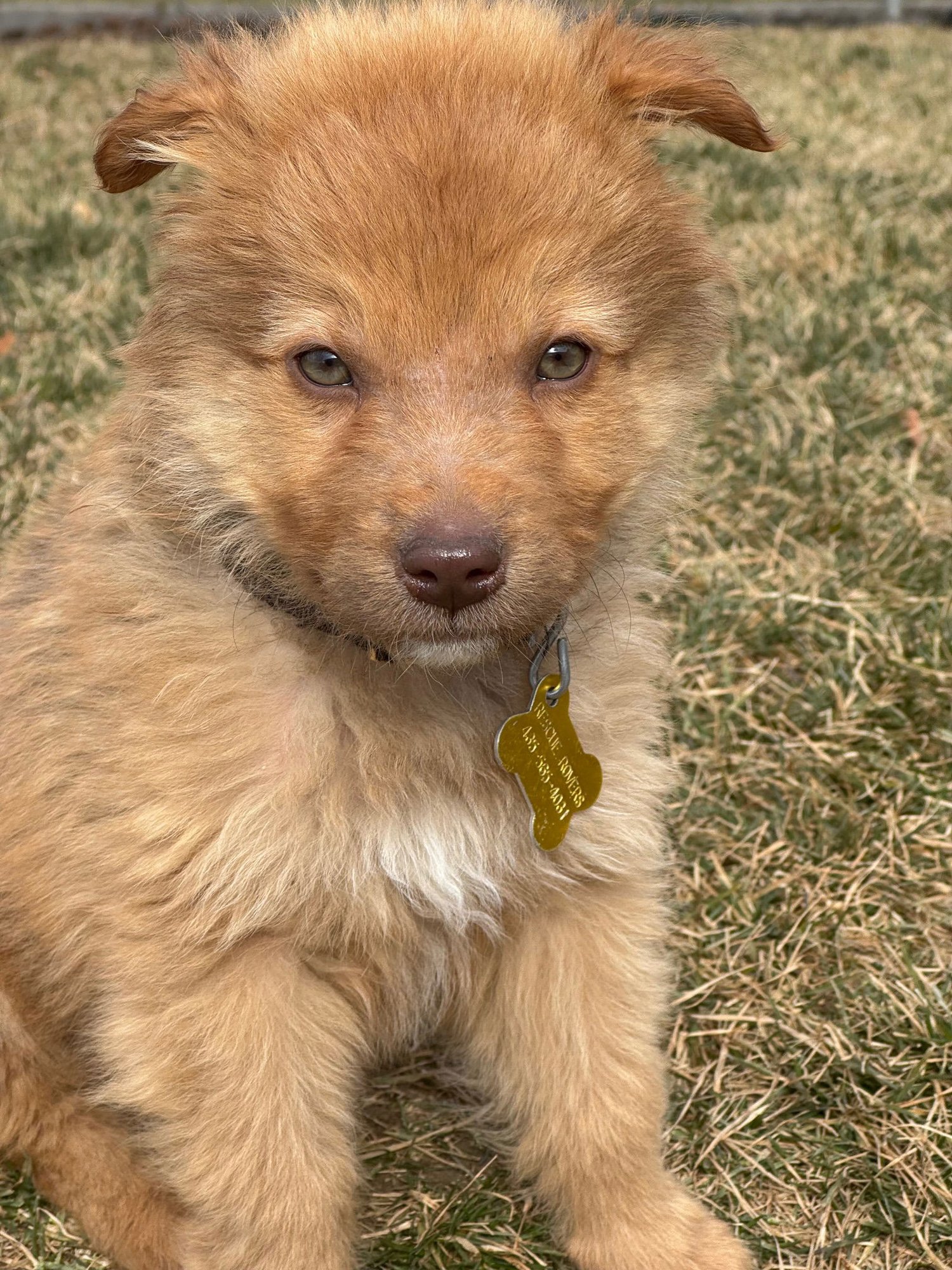 Sir Fluffernutter - Photo 4