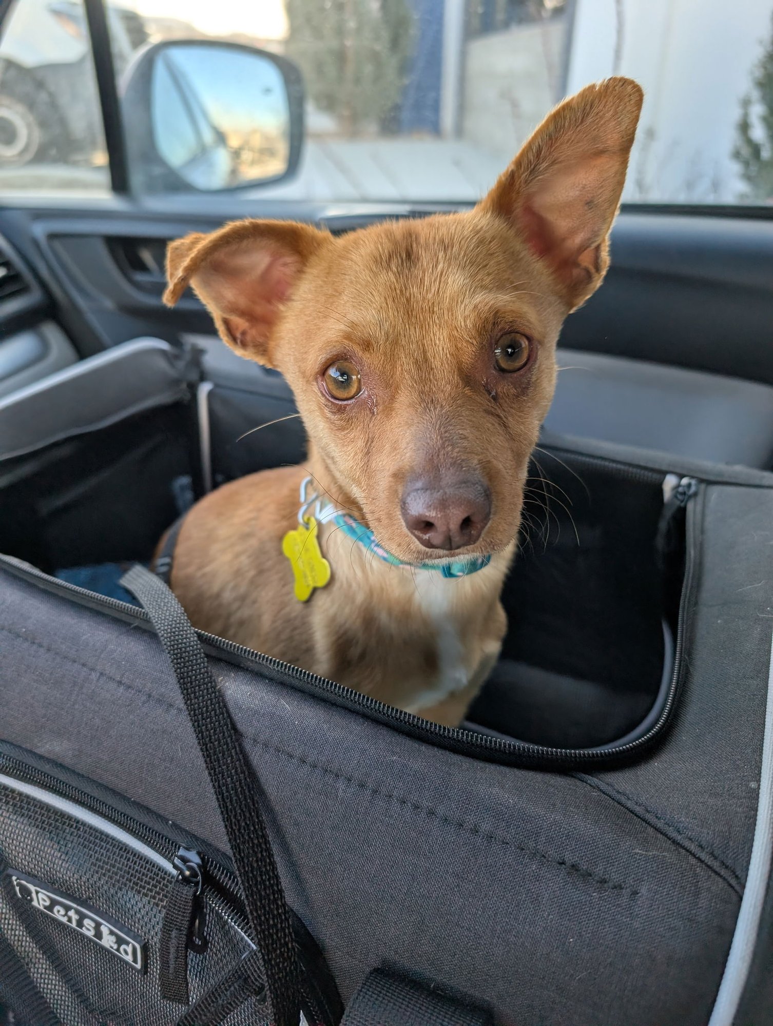 NATHAN FOR YOU - Chihuahua available for adoption