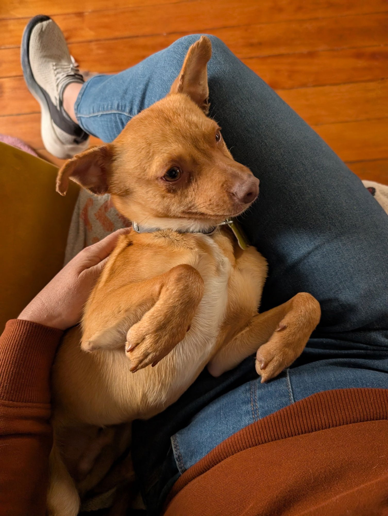 NATHAN FOR YOU - Chihuahua available for adoption