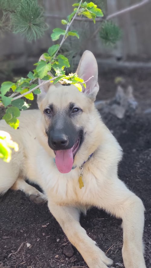 STEGO SAURUS - Belgian Shepherd Malinois available for adoption