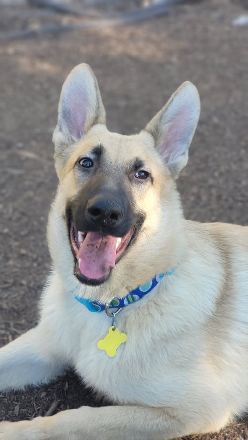 STEGO SAURUS - Belgian Shepherd Malinois available for adoption