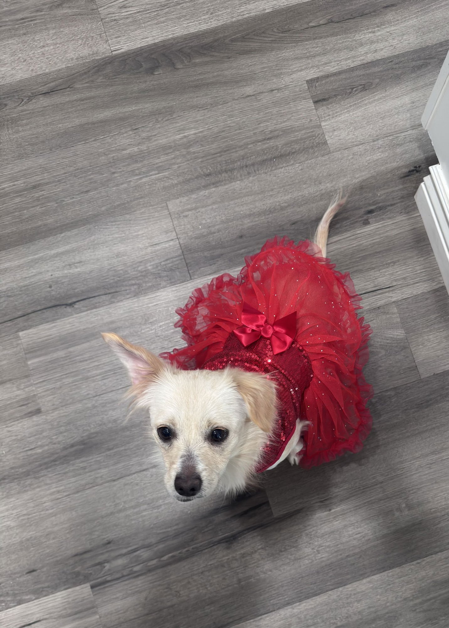 AELIN - Chihuahua / Terrier available for adoption