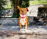 Guera Bonita - Photo 1