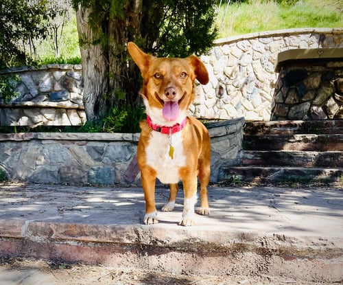 GUERA BONITA - Chihuahua available for adoption