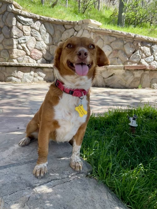 GUERA BONITA - Chihuahua available for adoption