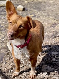 Guera Bonita - Photo 4