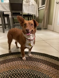 Guera Bonita - Photo 6