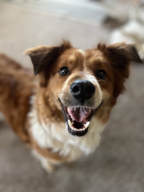 MAPLE CINNAMON - Border Collie / Corgi available for adoption