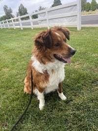 Maple Cinnamon - Photo 8
