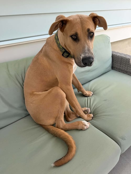 HOFFMAN - Great Dane available for adoption