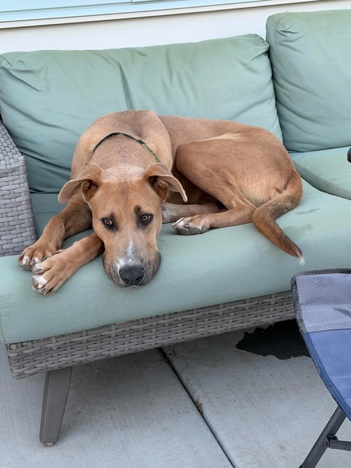 HOFFMAN - Great Dane available for adoption