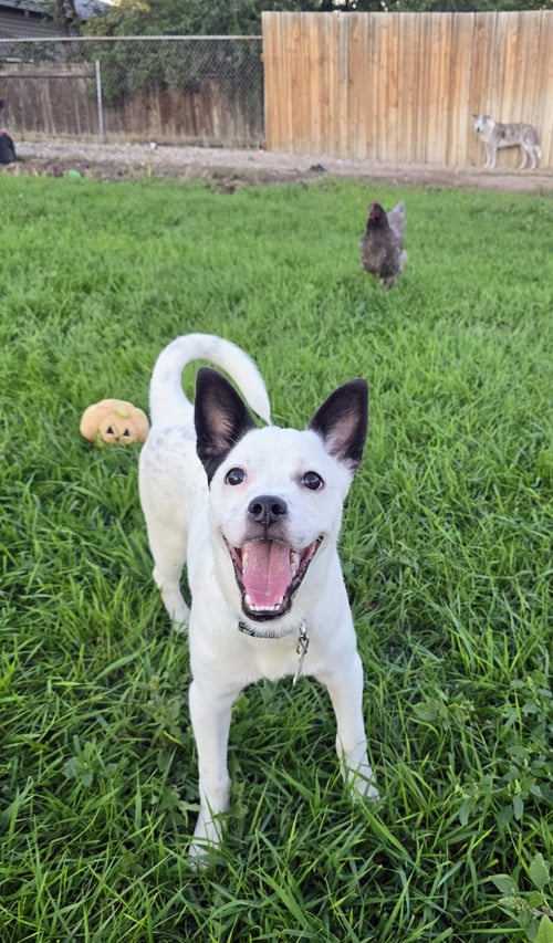 PIPPERONIO - Australian Cattle Dog/Blue Heeler / Chihuahua available for adoption