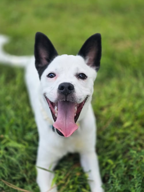 PIPPERONIO - Australian Cattle Dog/Blue Heeler / Chihuahua available for adoption