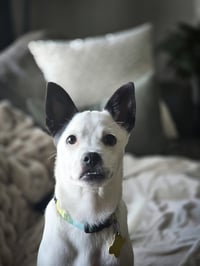 Pipperonio - Photo 12