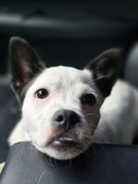 Pipperonio - Photo 10