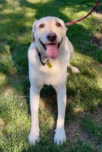 Happy Hank - Photo 1