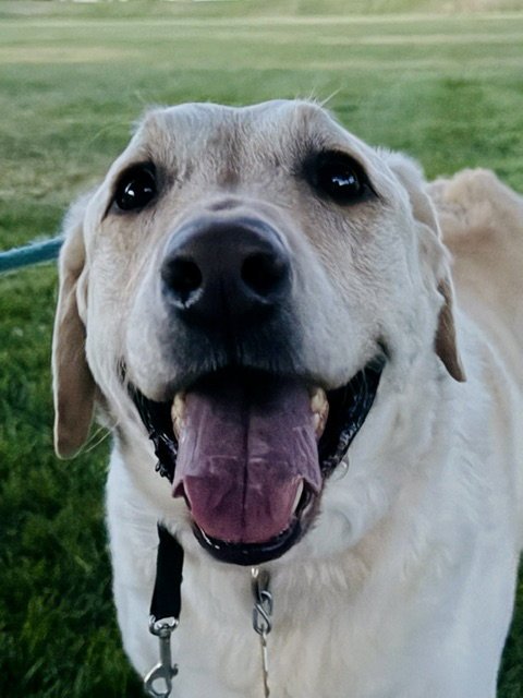 HAPPY HANK - Labrador Retriever available for adoption