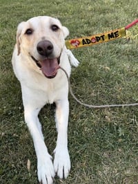 Happy Hank - Photo 3