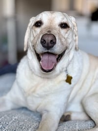 Happy Hank - Photo 4