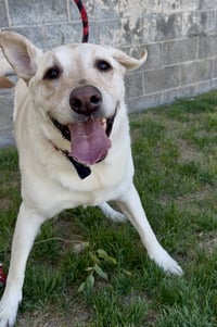 Happy Hank - Photo 5