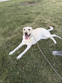 Happy Hank - Photo 6