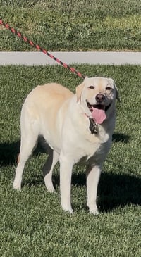 Happy Hank - Photo 8