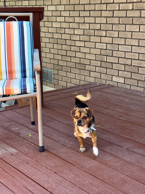 JACAPO - Chihuahua available for adoption