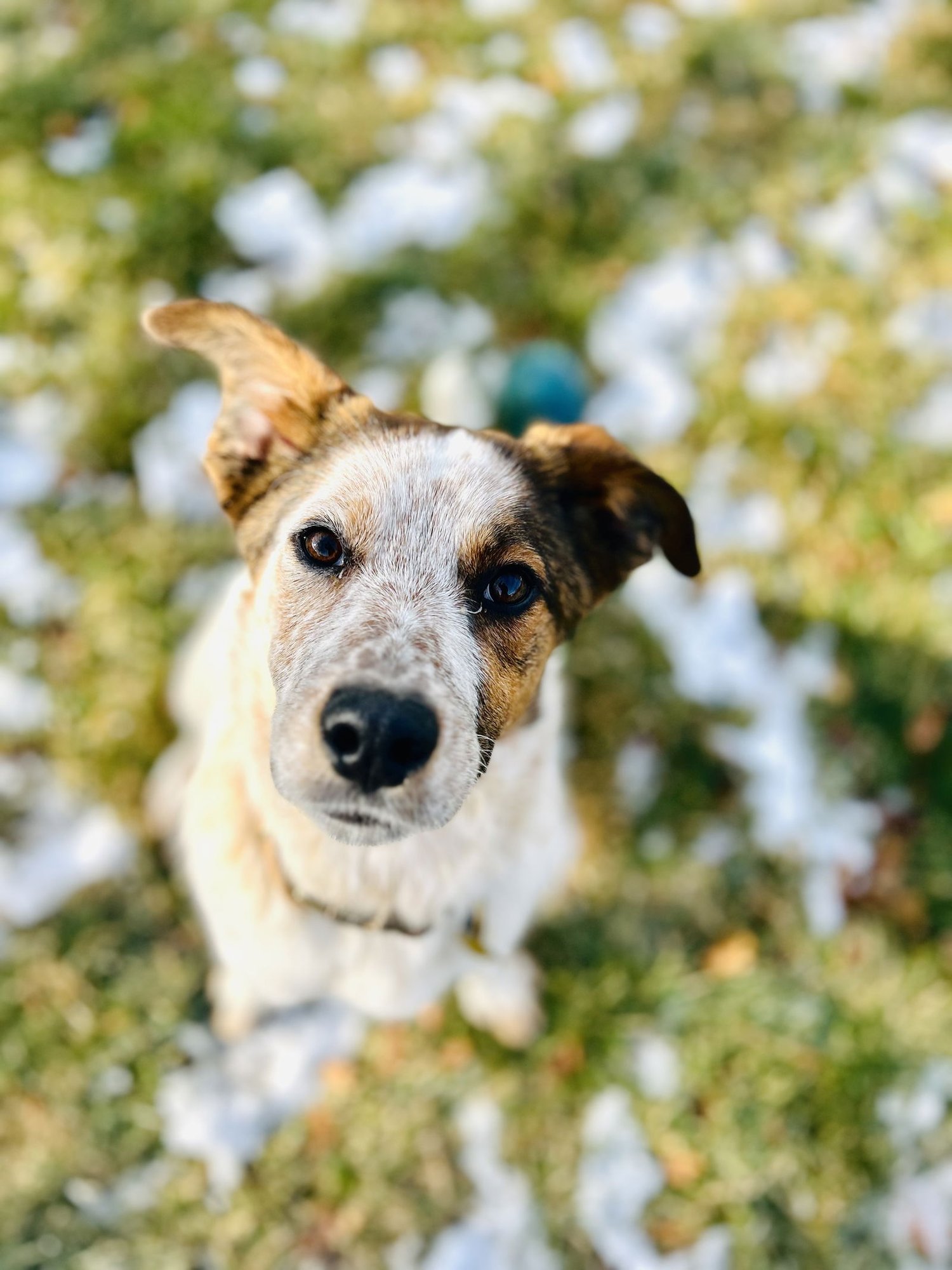 OPALITE - Cattle Dog available for adoption
